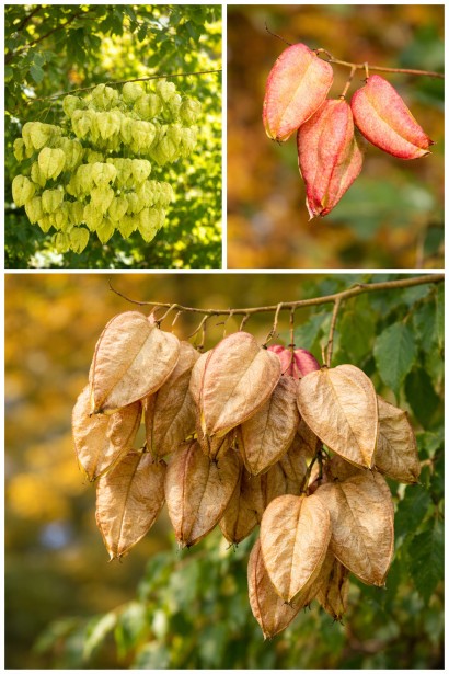 Koelreuteria волотиста зміна забарвлення плодів